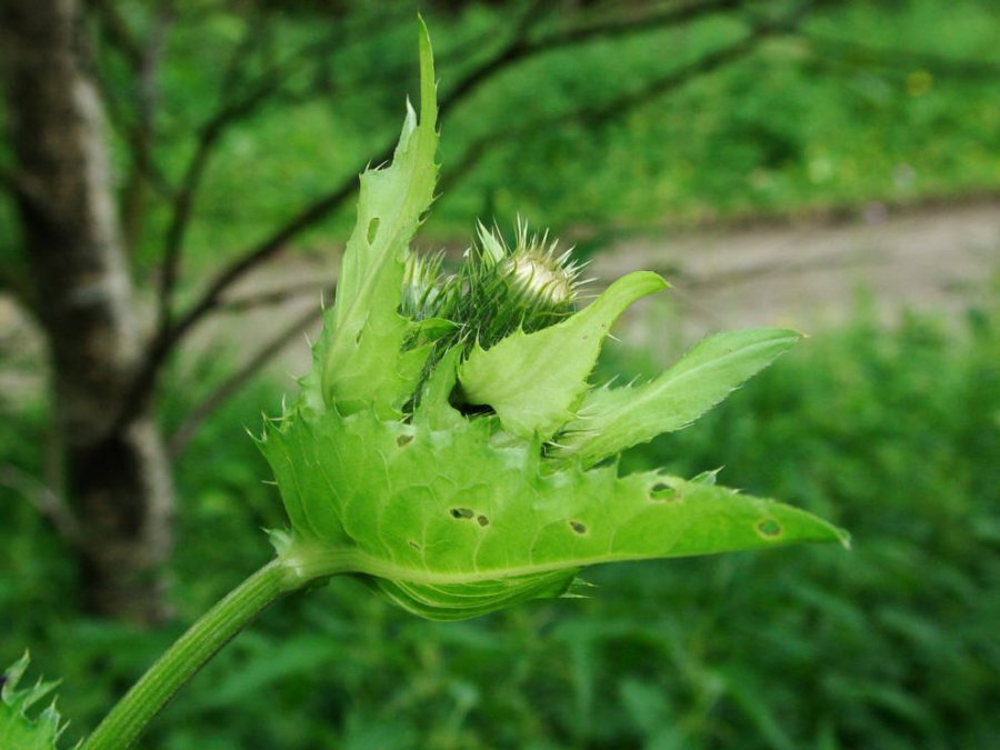 Cirsium oleraceum / Kohl-Kratzdistel / Asteraceae - Korbblütengewächse