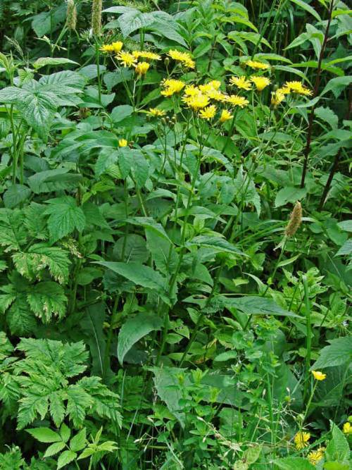 Crepis paludosa / Sumpf-Pippau / Asteraceae / Korbblütengewächse