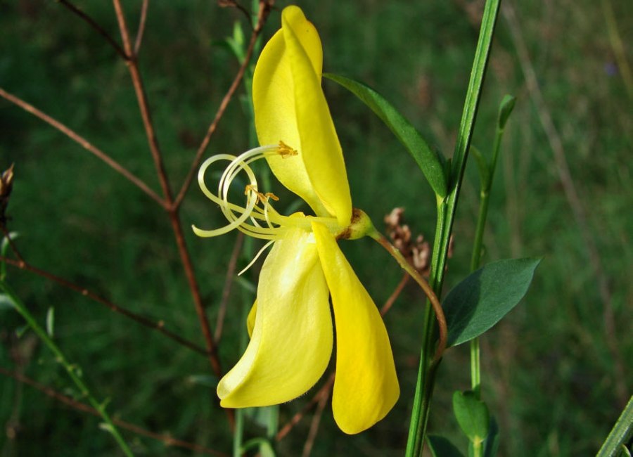 Cytisus scoparius / Gemeiner Besenginster / Fabaceae / Schmetterlingsbütengewächse