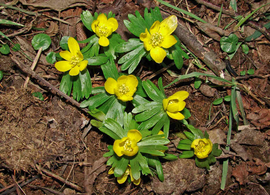 Eranthis hyemalis / Winterling / Ranunculaceae / Hahnenfußgewächse
