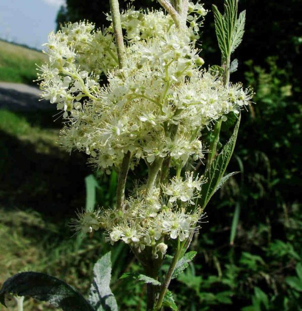 Filipendula ulmaria / Echtes Mädesüß / Rosaceae / Rosengwächse 