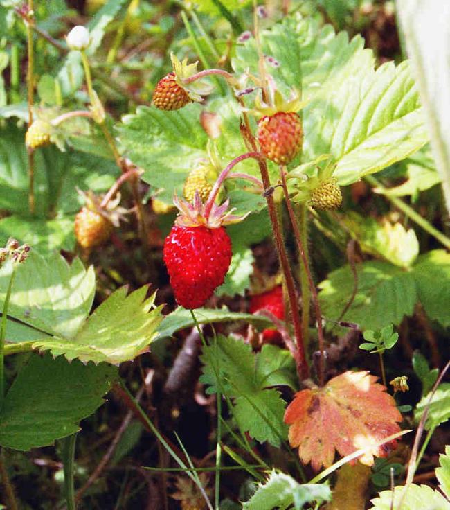 Fragaria vesca / Wald-Erdbeere / Rosaceae / Rosengewächse / Die Früchte sind zwar wesentlich kleiner als die der Kulturerdbeere, dafür aber meist geschmackvoller / Ein Tee aus jungen oder getrockneten Blättern der Wald-Erdbeere hilft bei Durchfallerkrankungen