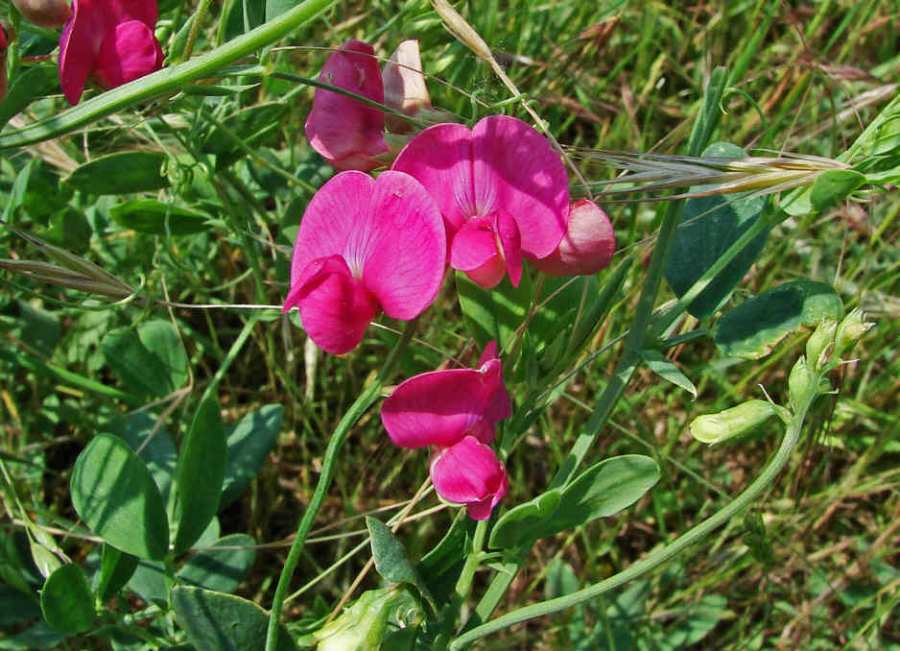 Lathyrus tuberosus / Knollen-Platterbse / Fabaceae / Schmetterlingsblütengewächse