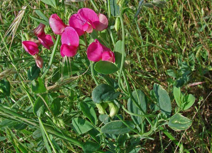 Lathyrus tuberosus / Knollen-Platterbse / Fabaceae / Schmetterlingsblütengewächse