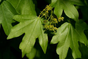 Acer campestre / Feld-Ahorn / Aceraceae / Ahorngewächse - neuerdings wohl zu den Seifenbaumgewächse / Sapindaceae gestellt 