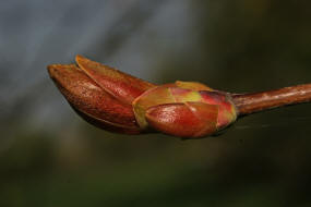 Acer platanoides / Spitzahorn / Aceraceae / Ahorngewchse - neuerdings wohl zu den Seifenbaumgewchse / Sapindaceae gestellt 