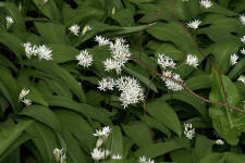 Allium ursinum / Br-Lauch / Bren-Lauch / Alliaceae / Lauchgewchse