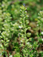 Alyssum alyssoides / Kelch-Steinkraut /  Brassicaceae / Kreuzbltengewchse