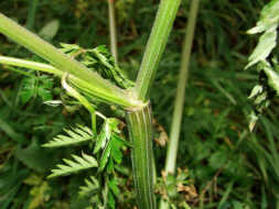 Anthriscus sylvestri / Wiesen-Kerbel / Apiaceae / Doldenblütengewächse / Zu verwenden wie Garten-Kerbel