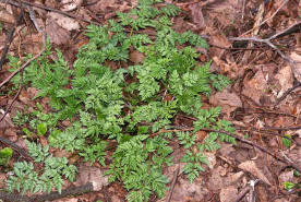 Anthriscus sylvestri / Wiesen-Kerbel / Apiaceae / Doldenblütengewächse / Zu verwenden wie Garten-Kerbel