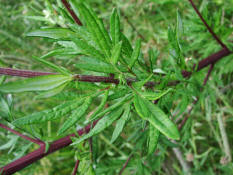 Artemisia vulgaris / Gewhnlicher Beifu / Asteraceae / Korbbltengewchse