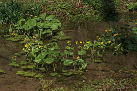 Caltha palustris / Sumpf-Dotterblume / Ranunculaceae / Hahnenfugewchse / Geht durch Trockenlegung vieler Feuchtwiesen in ihrem Bestand stetig zurck / Giftig
