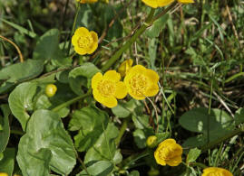 Caltha palustris / Sumpf-Dotterblume / Ranunculaceae / Hahnenfugewchse