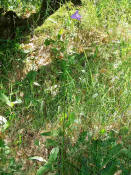 Campanula persicifolia / Pfirsichblttrige Glockenblume / Campanulaceae / Glockenblumengewchse