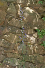 Campanula rapunculus / Rapunzel-Glockenblume / Campanulaceae / Glockenblumengewchse