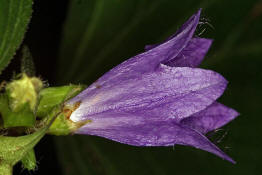 Campanula trachelium / Nesselblttrige Glockenblume / Campanulaceae / Glockenblumengewchse
