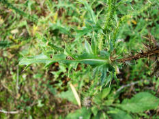 Carduus acanthoides / Weg-Distel / Asteraceae / Korbbltengewchse