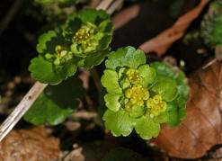 Chrysosplenium alternifolium / Wechselblättriges Milzkraut / Saxifragaceae / Steinbrechgewächse