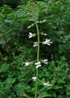 Circaea lutetiana / Großes Hexenkraut / Onagraceae (=Oenotheraceae) / Nachtkerzengewächse