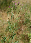 Cirsium arvense / Acker-Kratzdistel / Asteraceae / Korbblütengewächse