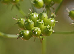 Coriandrum sativum / Koriander (Frchte) / Apiaceae / Doldenbltengewchse