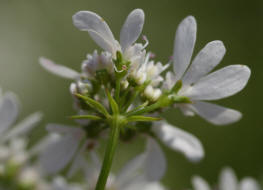 Coriandrum sativum / Koriander / Apiaceae / Doldenbltengewchse
