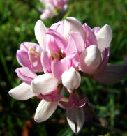 Securigera varia (syn.: Coronilla varia) / Bunte Kronwicke / Bunte Kronwicke / Fabaceae / Schmetterlingsblütengewächse