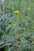 Descurainia sophia / Besenrauke / Sophienkraut / Brassicaceae / Kreuzbltengewchse
