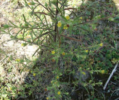 Dittrichia graveolens / Klebriger Alant / Asteraceae / Korbbltengewchse