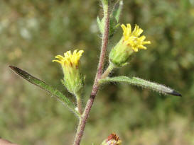 Dittrichia graveolens / Klebriger Alant / Asteraceae / Korbbltengewchse