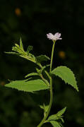 Epilobium montanum / Berg-Weidenröschen / Onagraceae / Nachtkerzengewächse