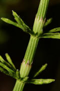 Equisetum palustre / Sumpf-Schachtelhalm / Equisetaceae / Schachtelhalmgewächse