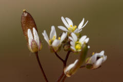 Erophila verna ssp. verna / Hungerblmchen / Brassicaceae / Kreuzbltengewchse