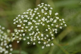 Falcaria vulgaris / Sichelmhre / Apiaceae / Doldenbltengewchse