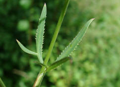 Falcaria vulgaris / Sichelmhre (Stngelbltter) / Apiaceae / Doldenbltengewchse