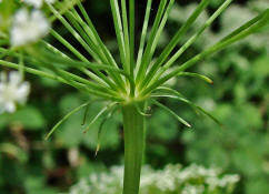 Falcaria vulgaris / Sichelmhre (Hllbltter) / Apiaceae / Doldenbltengewchse