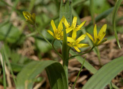 Gagea lutea / Wald-Gelbstern / Wald-Goldstern / Liliaceae / Liliengewchse