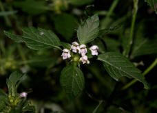 Galeopsis tetrahit / Gewhnlicher Hohlzahn / Lamiaceae / Lippenbltengewchse