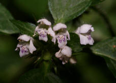 Galeopsis tetrahit / Gewhnlicher Hohlzahn / Lamiaceae / Lippenbltengewchse