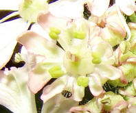 Heracleum sphondylium / Wiesen-Brenklau / Apiaceae / Doldenbltengewchse