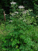 Heracleum sphondylium / Wiesen-Brenklau / Apiaceae / Doldenbltengewchse