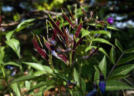 Lathyrus vernus / Frühlings-Platterbse (fruchtend) / Fabaceae / Schmetterlingsblütengewächse