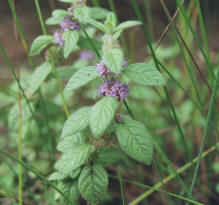 Mentha arvensis / Acker-Minze / Lamiaceae / Lippenbltengewchse