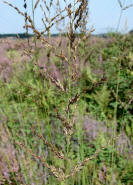 Molinia arundinacea / Rohr-Pfeifengras / Poaceae / Sgrser
