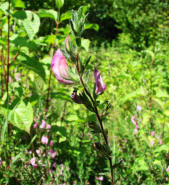 Ononis repens ssp. procurrens / Gewhnliche Kriechende Hauhechel / Fabaceae / Schmetterlingsbltengewchse