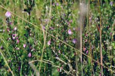 Ononis spinosa / Gewöhnliche Dornige Hauhechel / Fabaceae / Schmetterlingsblütengewächse