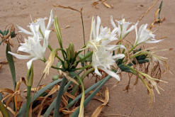 Pancratium maritimum / Strandlilie / Dünen-Trichternarzisse / Amaryllidaceae / Amaryllisgewächse