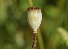 Papaver rhoeas / Klatschmohn / Papaveraceae / Mohngewächse