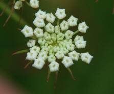 Peucedanum oreoselinum / Berg-Haarstrang / Apiaceae / Doldenbltengewchse