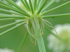 Peucedanum oreoselinum / Berg-Haarstrang (Hllbltter) / Apiaceae / Doldenbltengewchse